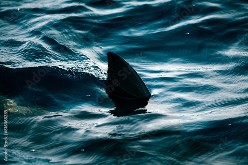 Canvas-taulu Close-up silhouette of the dorsal fin of a great white shark in dark water