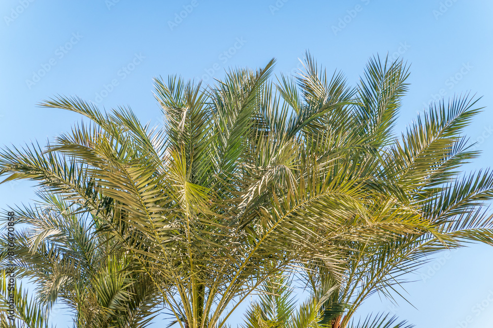 Palm tree with green leaves on blue background Palm tree with green leaves on blue background