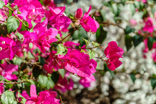 Bougainvillea, Paper flower Bougainvillea hybrida soft focus with blurry background photo