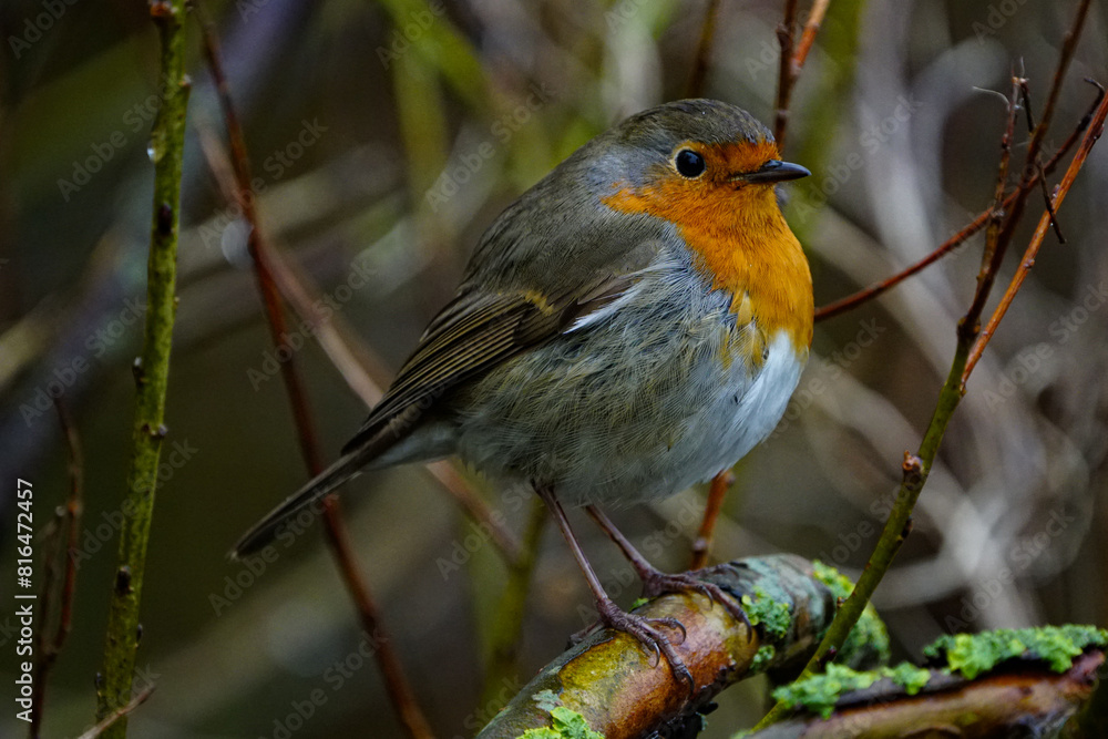 Fototapeta premium Redbreast / European Robin