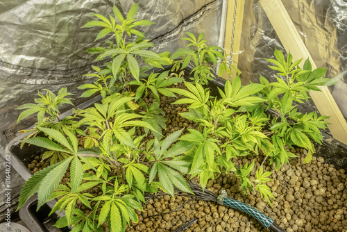 Medical Cannabis Sativa plants growing indoors Lab system legal light drugs medication medicine concept selective focus