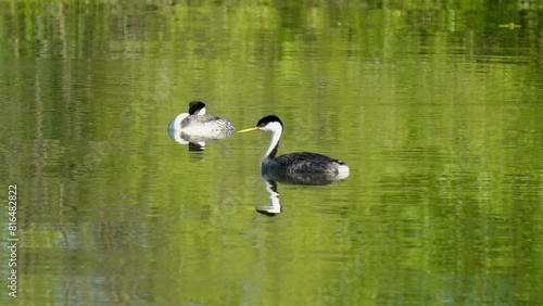 Western grebes birds floating on clear lake california  photo