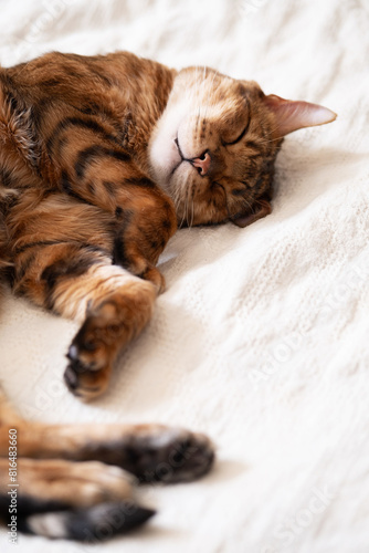 Cute napping bengal cat in bed.