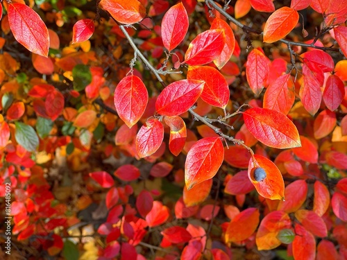Autumn leaves red yellow cototeaster shrub.