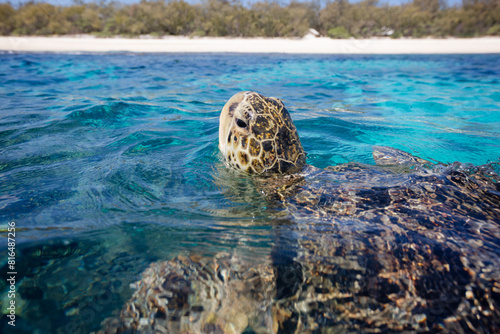 A sea turtle pops his head above the surface of a clear reef lagoon
