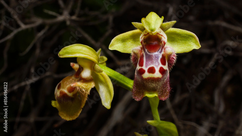 Flower of the yellow-rimmed orchid (Ophrys umbilicata ssp. flavomarginata), Cyprus photo