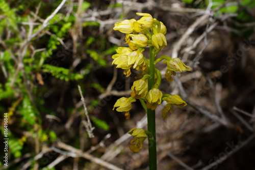 Yellow flower head of the small-dotted orchid (Orchis punctulata) in natural environment on Cyprus photo