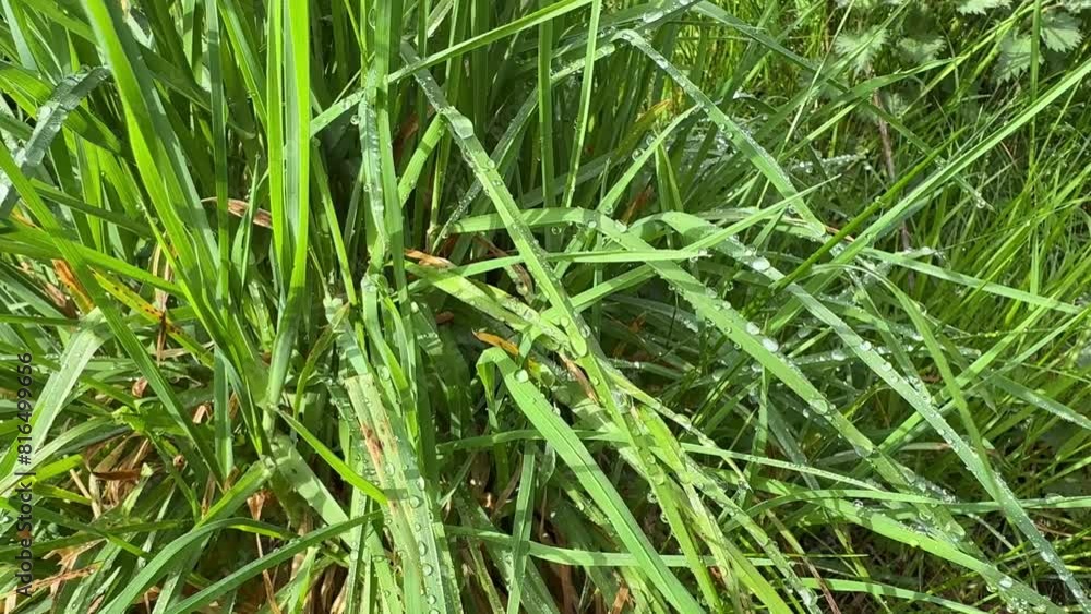 Drops of morning dew on green grass. Drops of morning dew on green grass.
