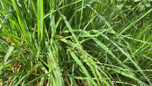 Drops of morning dew on green grass. photo