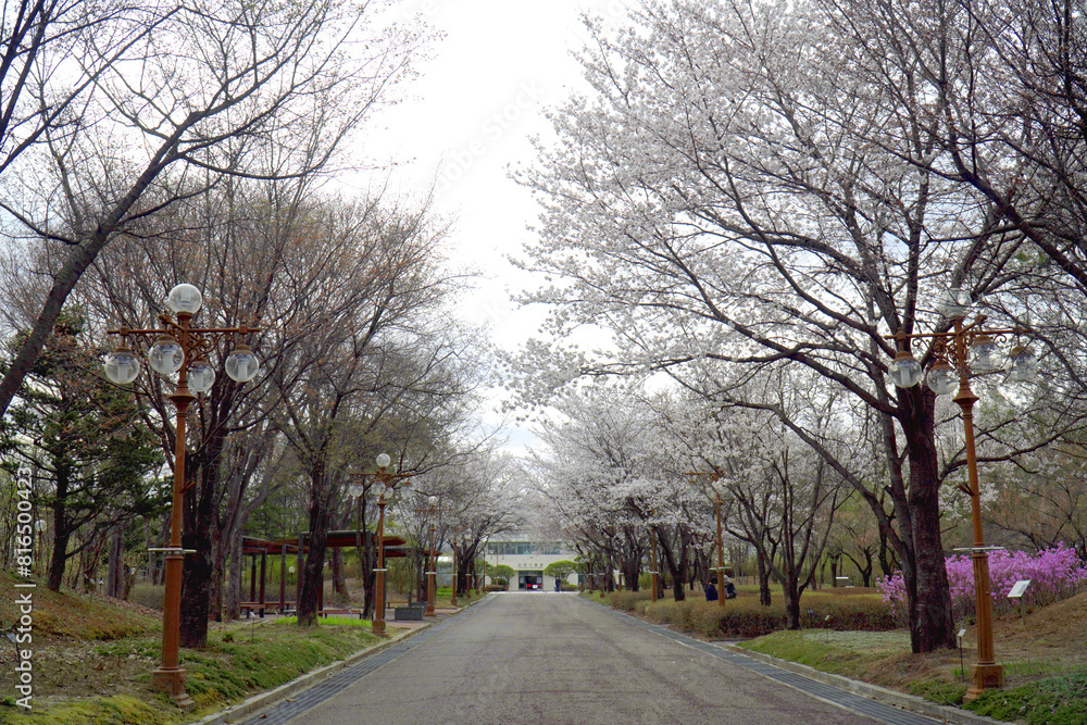 flower walk nature park walk street tree spring travel flower walk nature park walk street tree spring travel