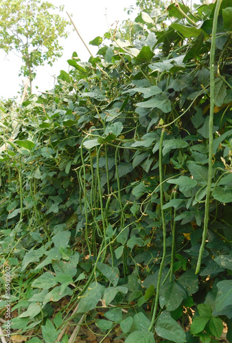 Long beans, cow pea, Vigna unguiculata subsp. sesquipedalis plant as natural wall in organic vegetables garden. photo