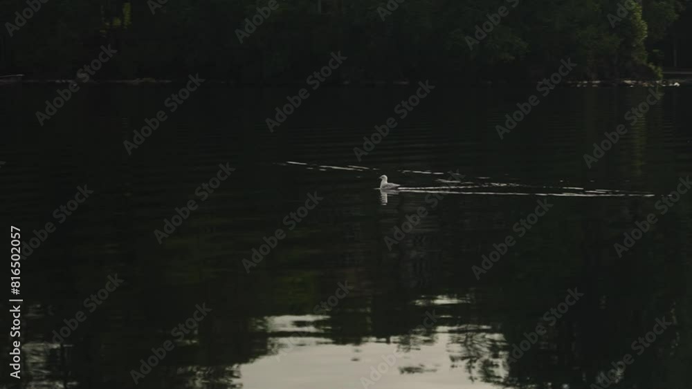 Seagull sitting on glassy water surface with gimbal motion slow motion 4k 30p Seagull sitting on glassy water surface with gimbal motion slow motion 4k 30p