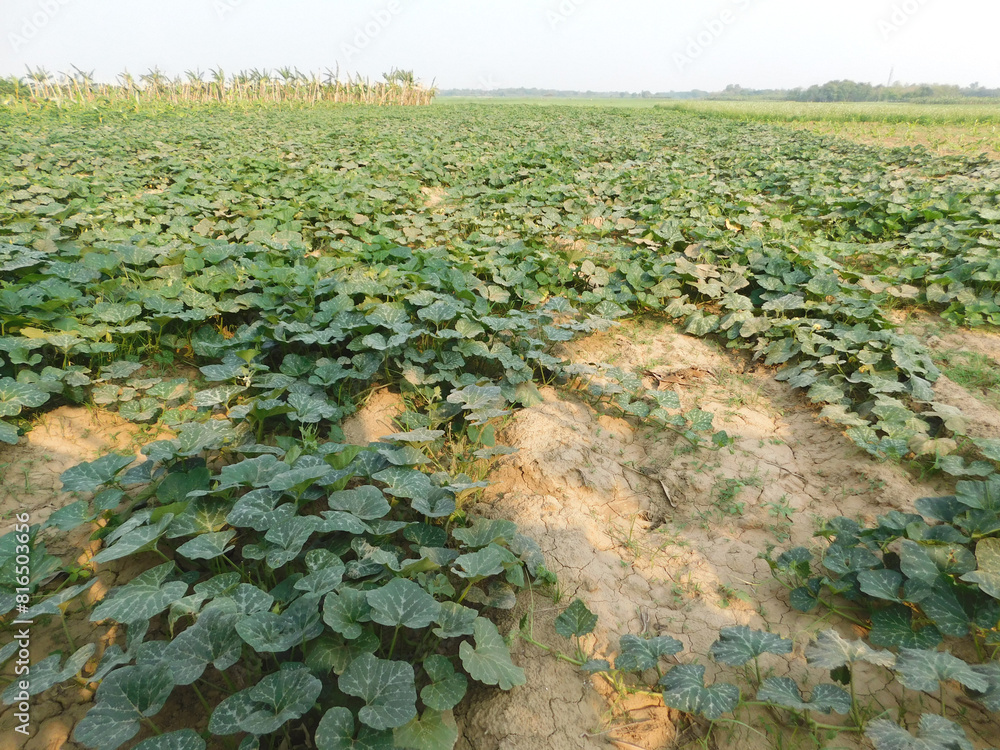 Fototapeta premium Green fresh leaves of pumpkin bush growing . Summer vegetable garden soil and harvest.Eco Farming growing food .