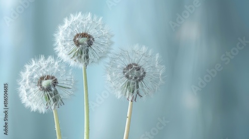 Dandelions against a gentle backdrop - perfect for those who appreciate nature  wall decor  and designs inspired by the spring season