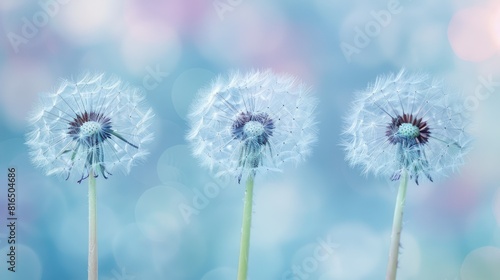 Dandelions against a gentle backdrop - perfect for those who appreciate nature  wall decor  and designs inspired by the spring season