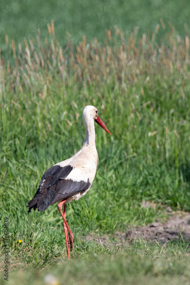 Fototapeta premium Stork walking in the meadow. The season is spring.