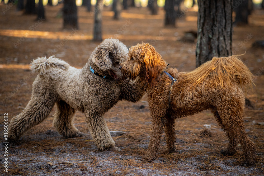 poodles hugging poodles hugging