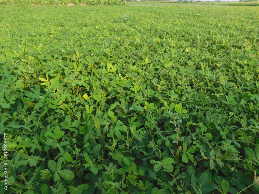 Peanut Field, Peanut plantation fields. Peanuts are growing in the fields Peanut Field, Peanut plantation fields. Peanuts are growing in the fields