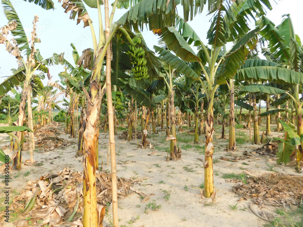 Fototapeta premium Banana Garden is growing up,Fresh banana is growing up,Banana garden
