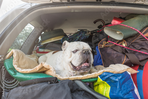 Dog leaving for vacation in a car full of luggage. Concept of travel, holidays and not abandoning animals