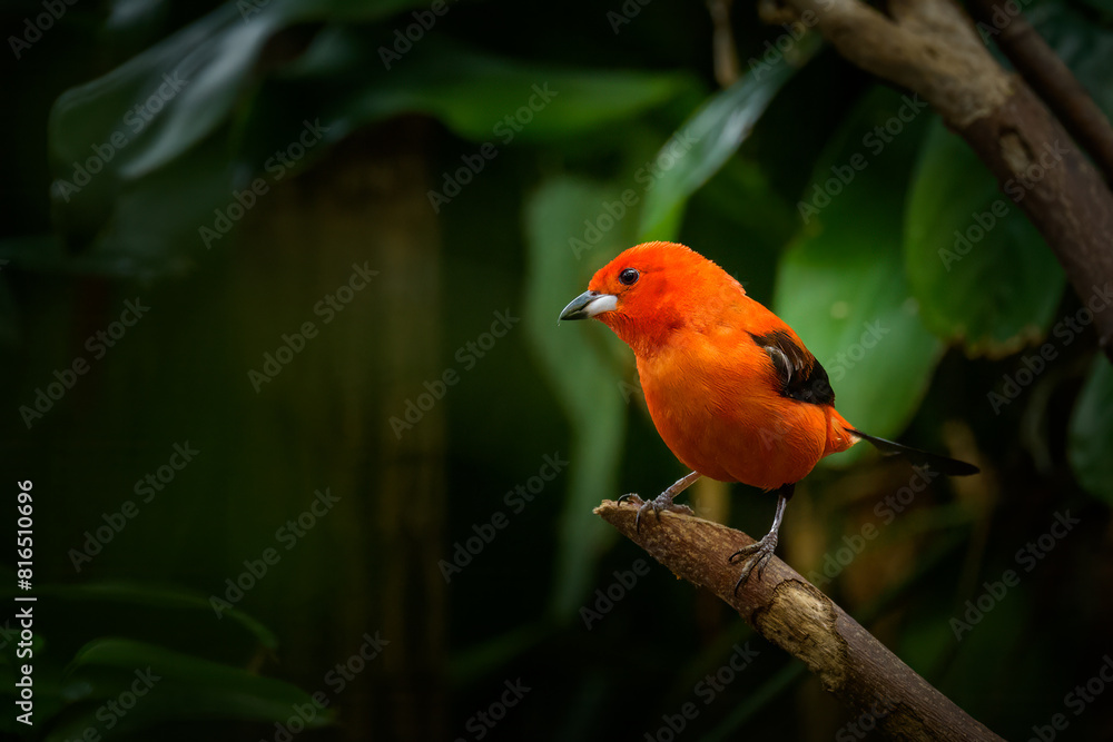 A Brazilian Tanager sitting on a branch A Brazilian Tanager sitting on a branch