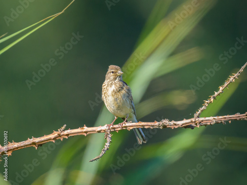 A Common Linnet sitting on a small twig