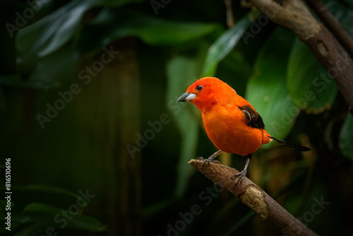 A Brazilian Tanager sitting on a branch