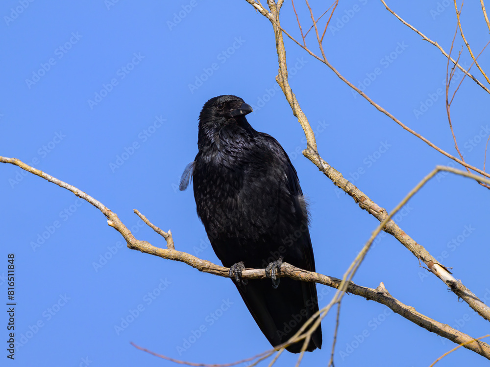 A carrion crow sitting on a small branch A carrion crow sitting on a small branch