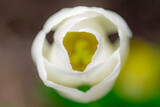This is a tulip. The Spring flower.