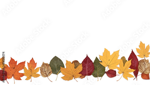 Colorful autumn leaves border on white background