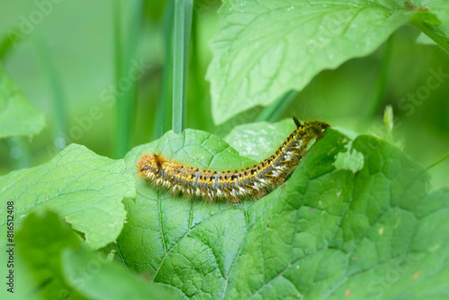 The caterpillar of a drinking moth on a leaf