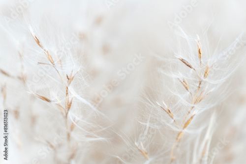 Fluffy dry little flowers with buds light macro