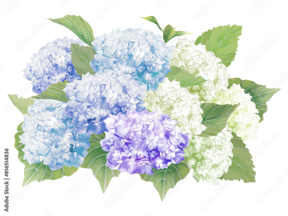 紫陽花のポストカード 紫陽花のポストカード