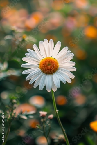 A beautiful daisy flower