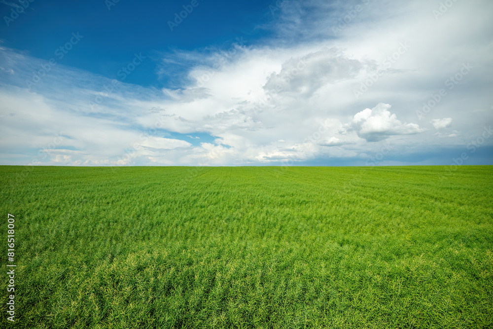 Wide-angle view of a lush oilseed rape field, illustrating agricultural scenery under a dramatic sky