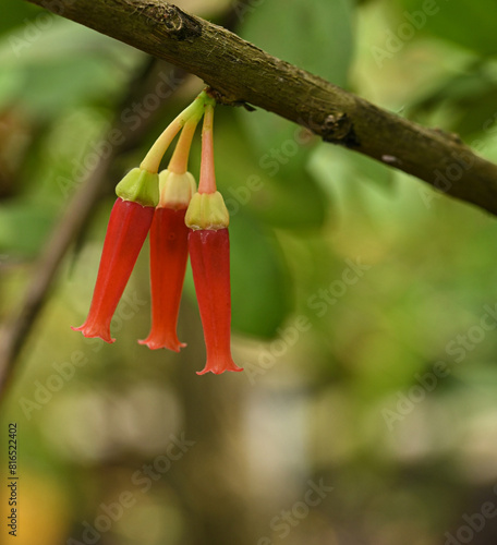 Beautiful close-up of macleania insignis photo