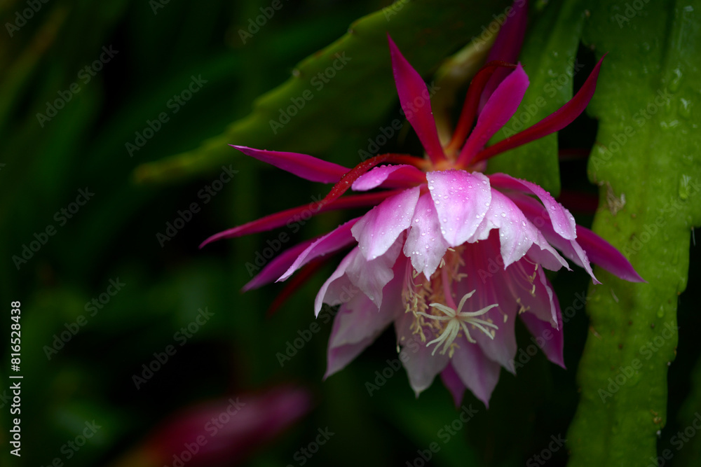 Fototapeta premium クジャクサボテン