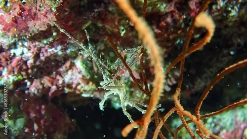 A spider crab (family Majidae), nearly invisible among the sea fans and corals, exemplifies perfect underwater camouflage. Macro slow motion. photo