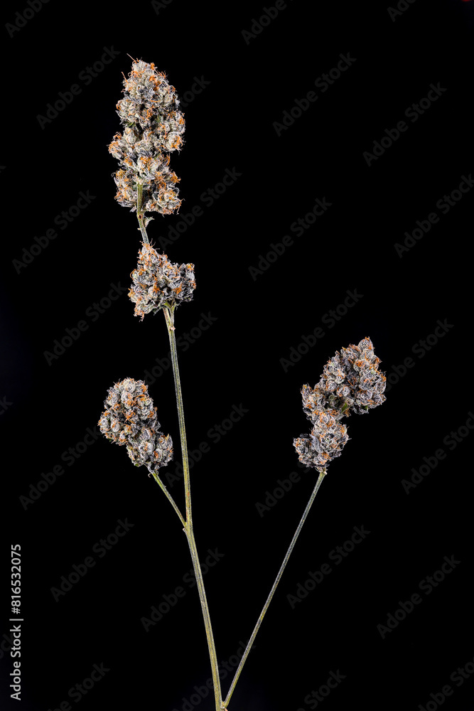 Dried and trimmed Cannabis nugs on stem Dried and trimmed Cannabis nugs on stem