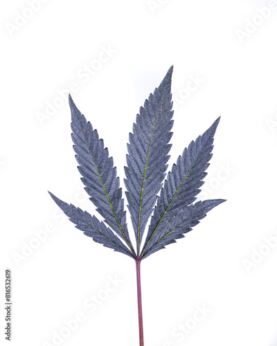 Single Cannabis Leaf