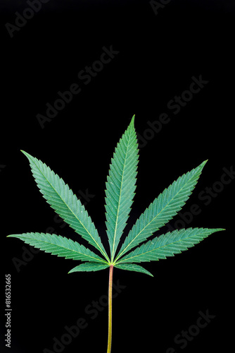 Single Cannabis Leaf