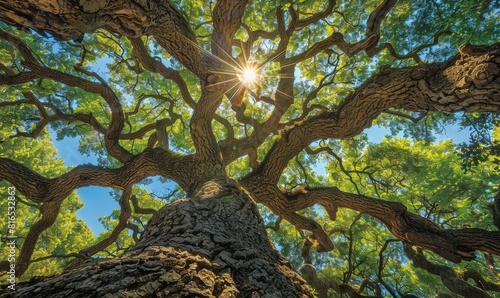 Looking skyward into the sunlit canopy of a live oak tree photo