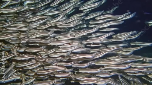 Swarm of Striped Catfish (Plotosus lineatus) moving dynamically through Red Sea waters in Aqaba, Jordan, amidst dark oceanic backdrop. Macro slow motion. photo
