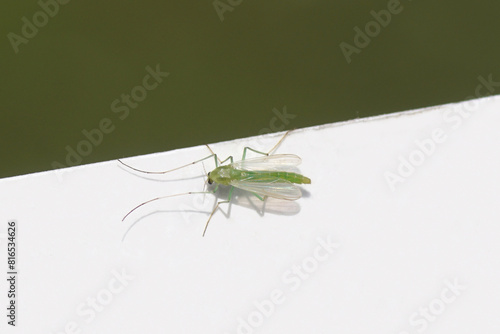 Closeup small, green female chironomid, nonbiting midge, family Chironomidae resting on the edge of a white paper with faded garden. Spring, May, Netherlands. photo