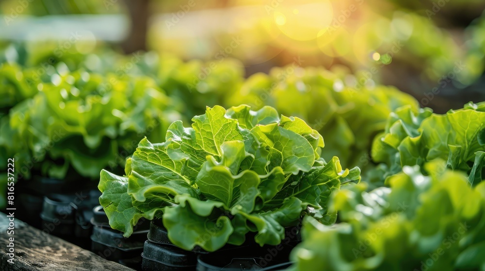 green lettuce fresh on farming field green lettuce fresh on farming field