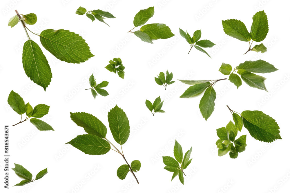 Fototapeta premium Botanical leaf collection PNG, green foliage elements and herb sprigs, natural plant leaves for design and decoration isolated on Transparent Background