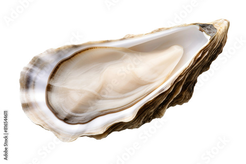 Ethereal Seashell Radiance on White or PNG Transparent Background.