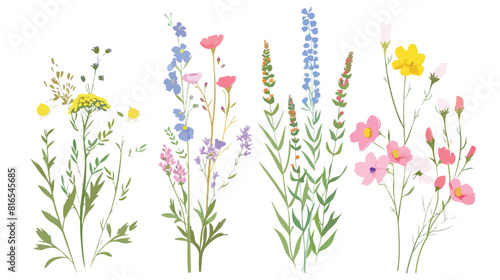 Four of wild blooming meadow flowers isolated on whit