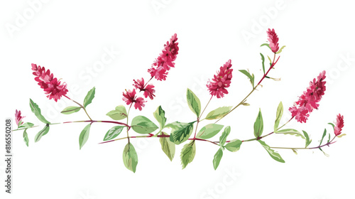 Gorgeous flowers and leaves of Sanguisorba officinali