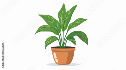 Green leaf house plant growing in pot. Floor housepla